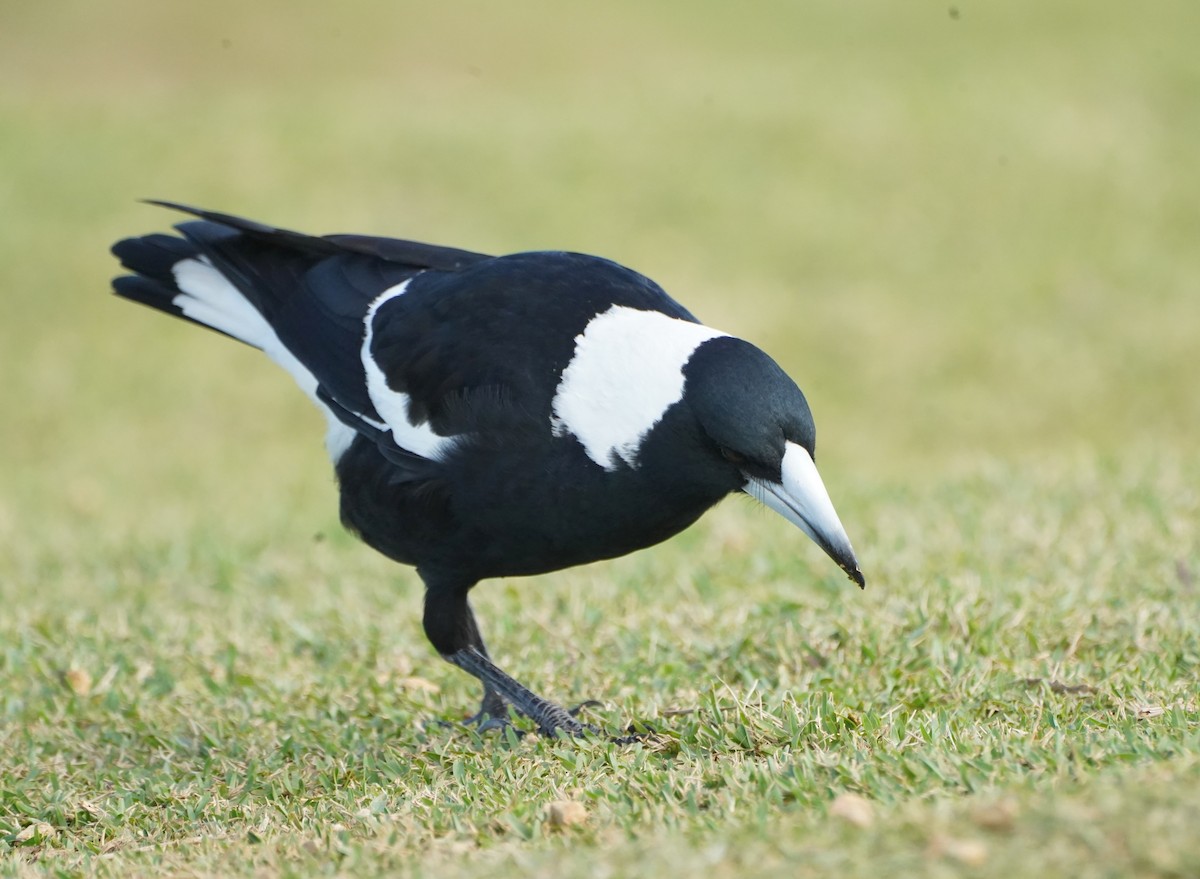 Australian Magpie (Black-backed) - ML617081539