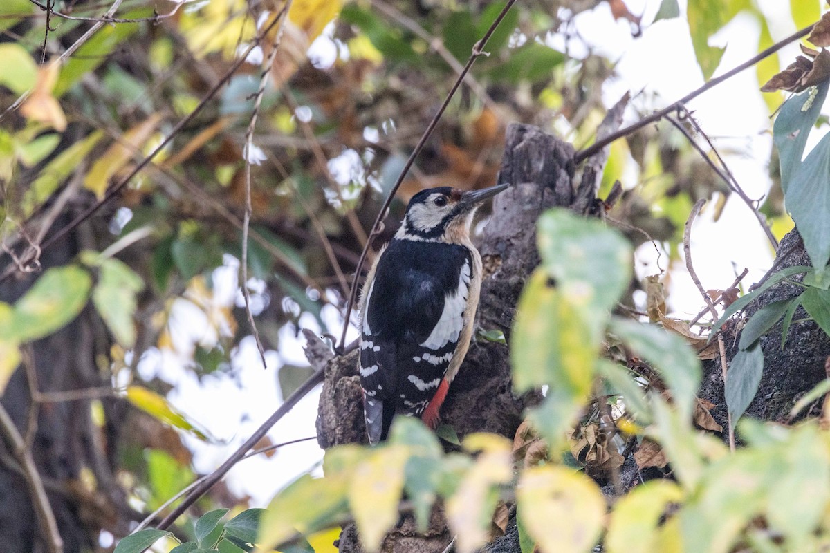 Himalayan Woodpecker - ML617081557