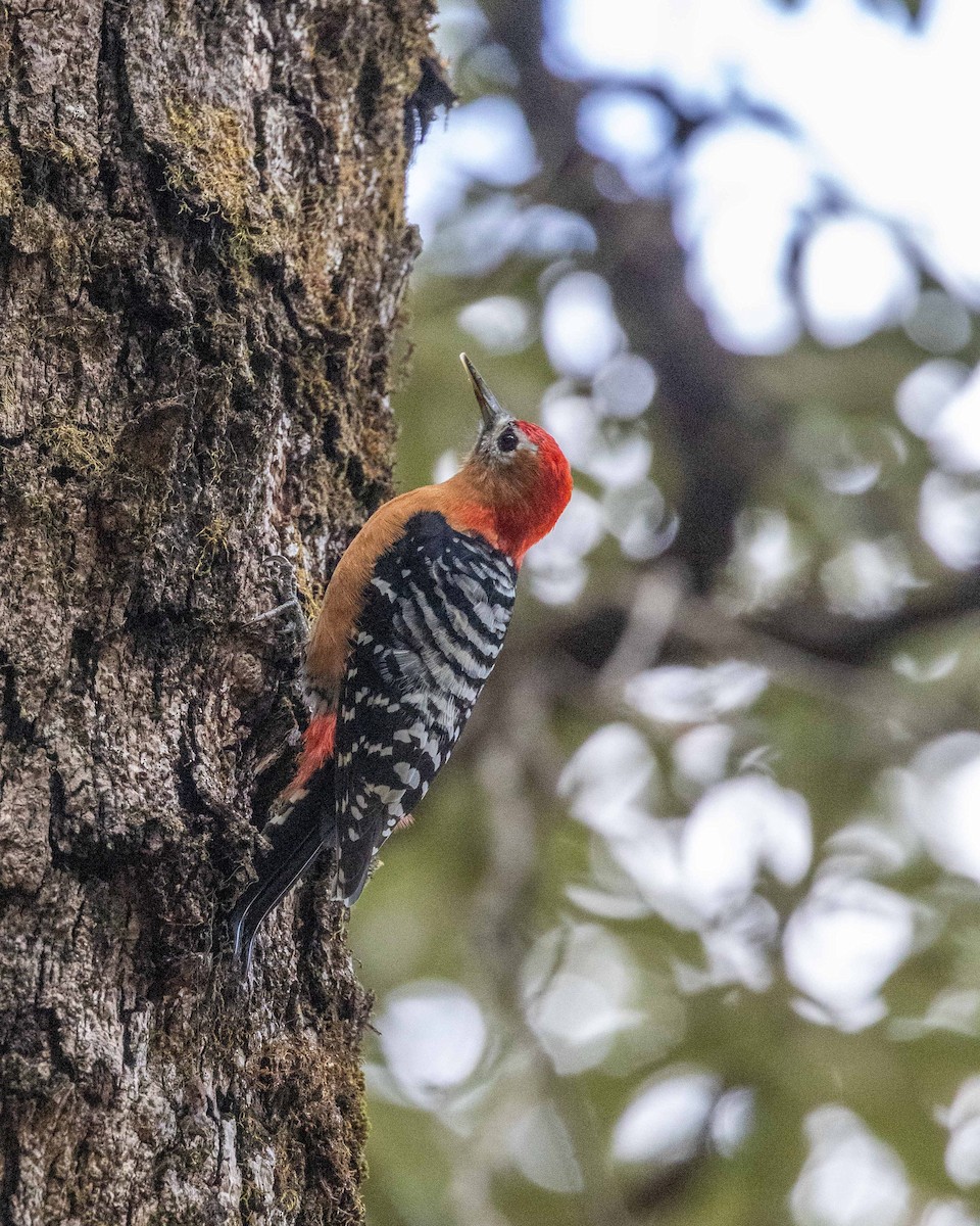 Rufous-bellied Woodpecker - ML617081573