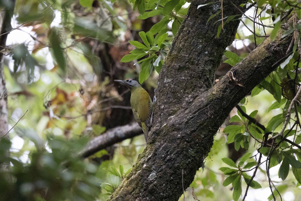 Gray-headed Woodpecker - ML617081589