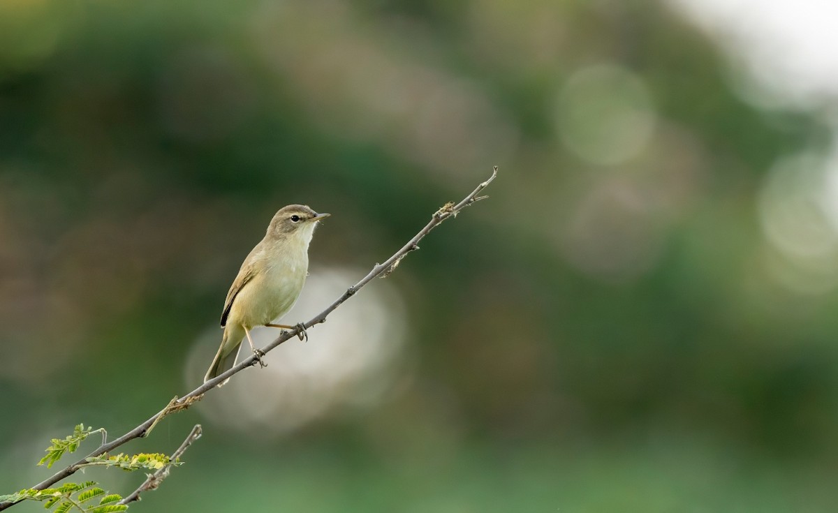 Booted Warbler - Coimbatore Nature Society