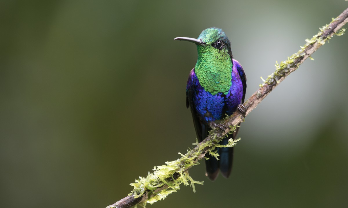 kolibřík vidloocasý - ML617081731