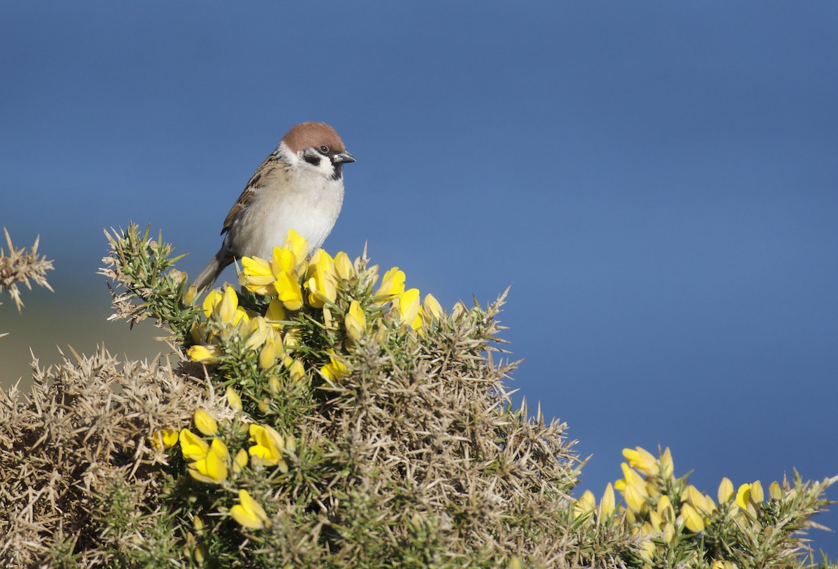 Eurasian Tree Sparrow - ML617081735
