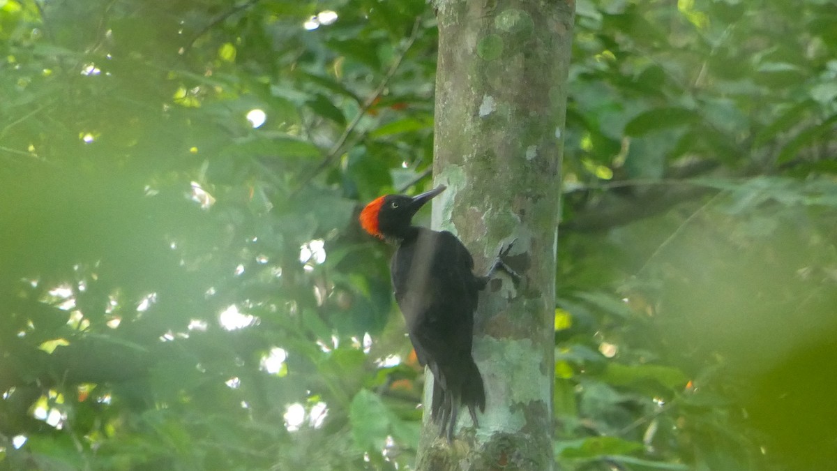 Andaman Woodpecker - ML617081797
