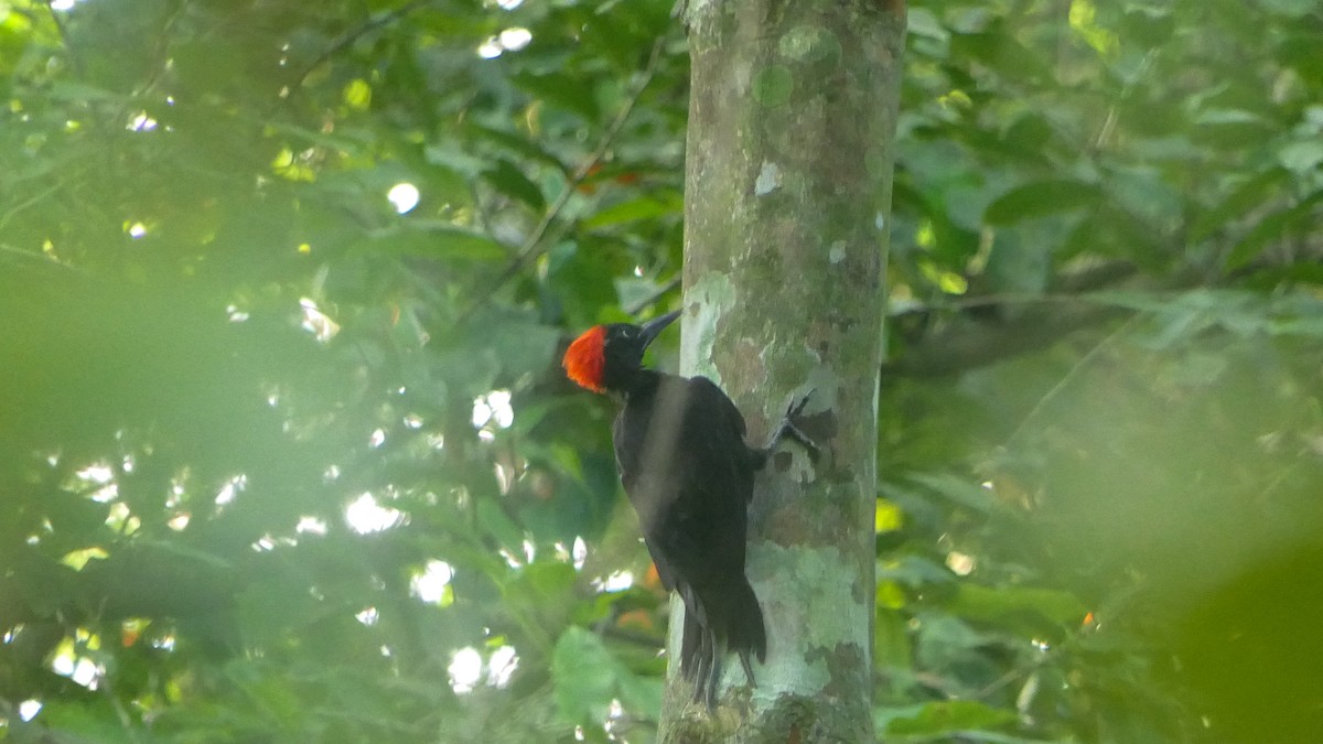 Andaman Woodpecker - ML617081798