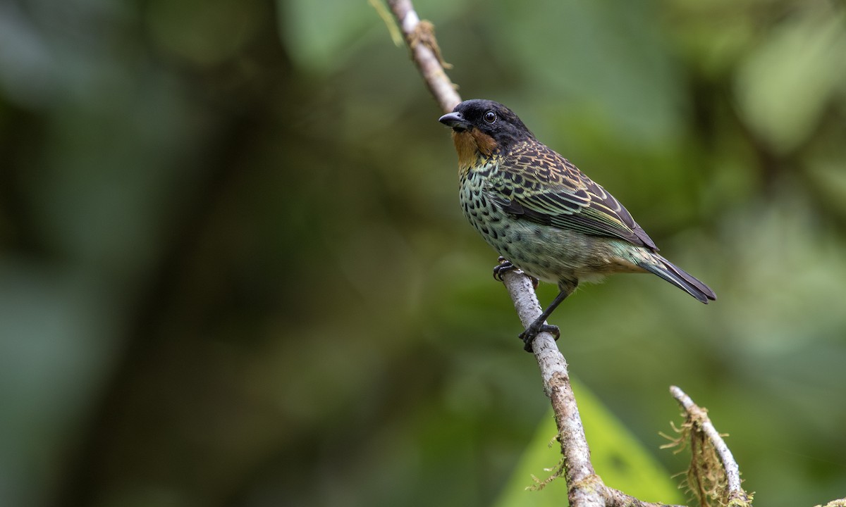 Rufous-throated Tanager - ML617081801