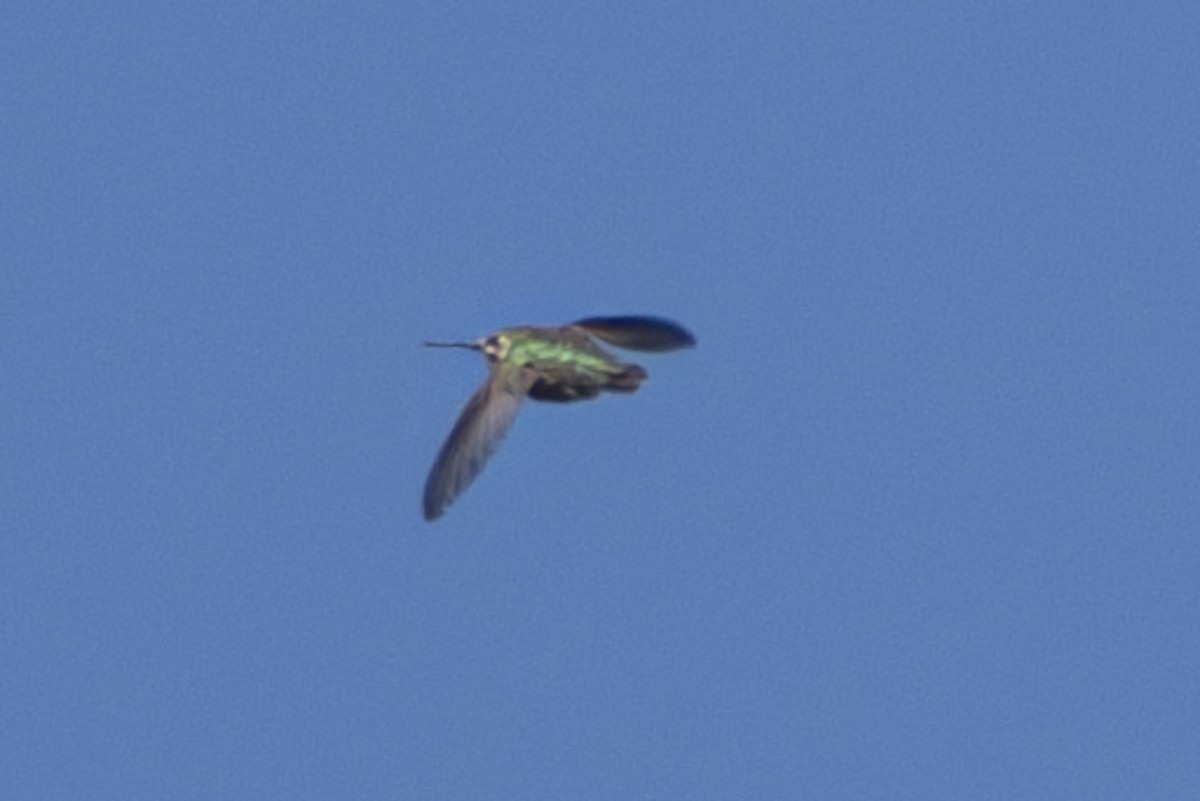 Calliope Hummingbird - ML617081863