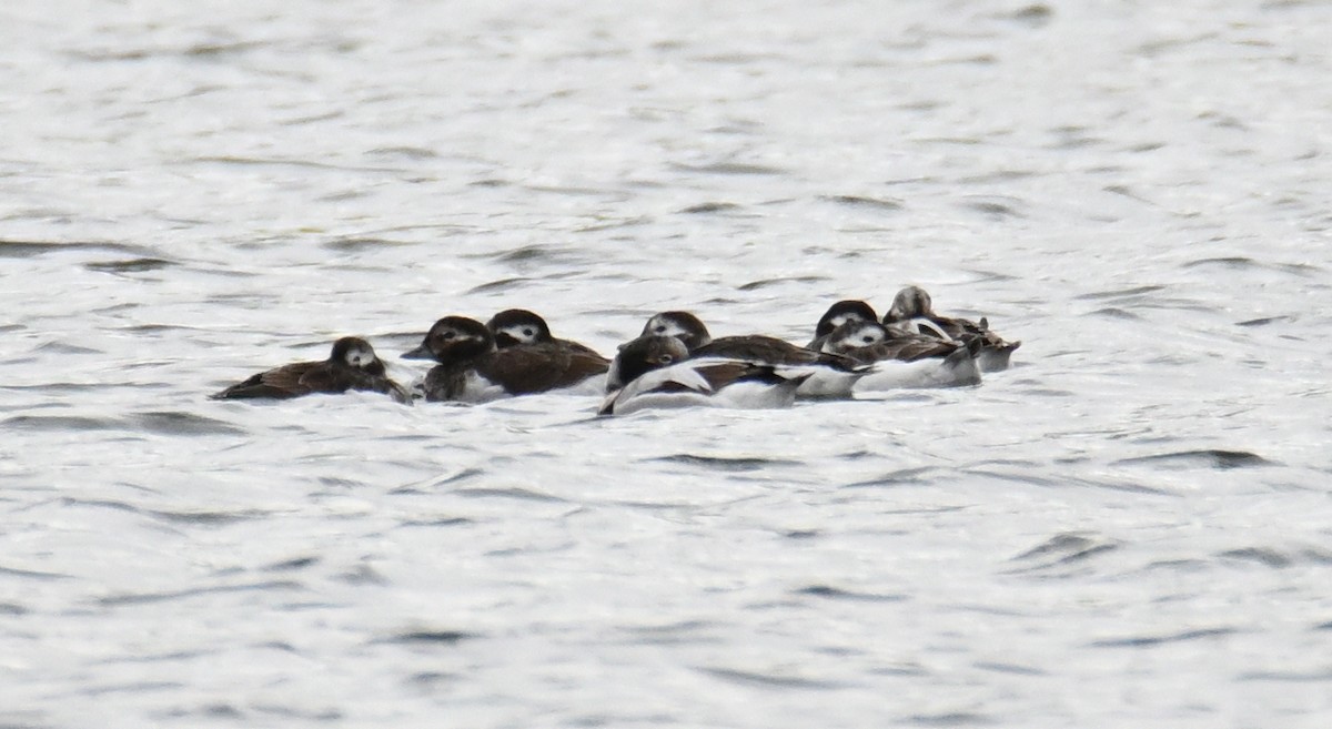 Long-tailed Duck - ML617081922