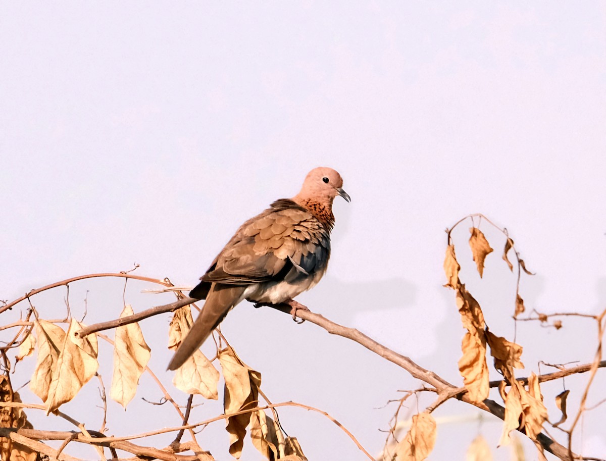 Laughing Dove - ML617081931
