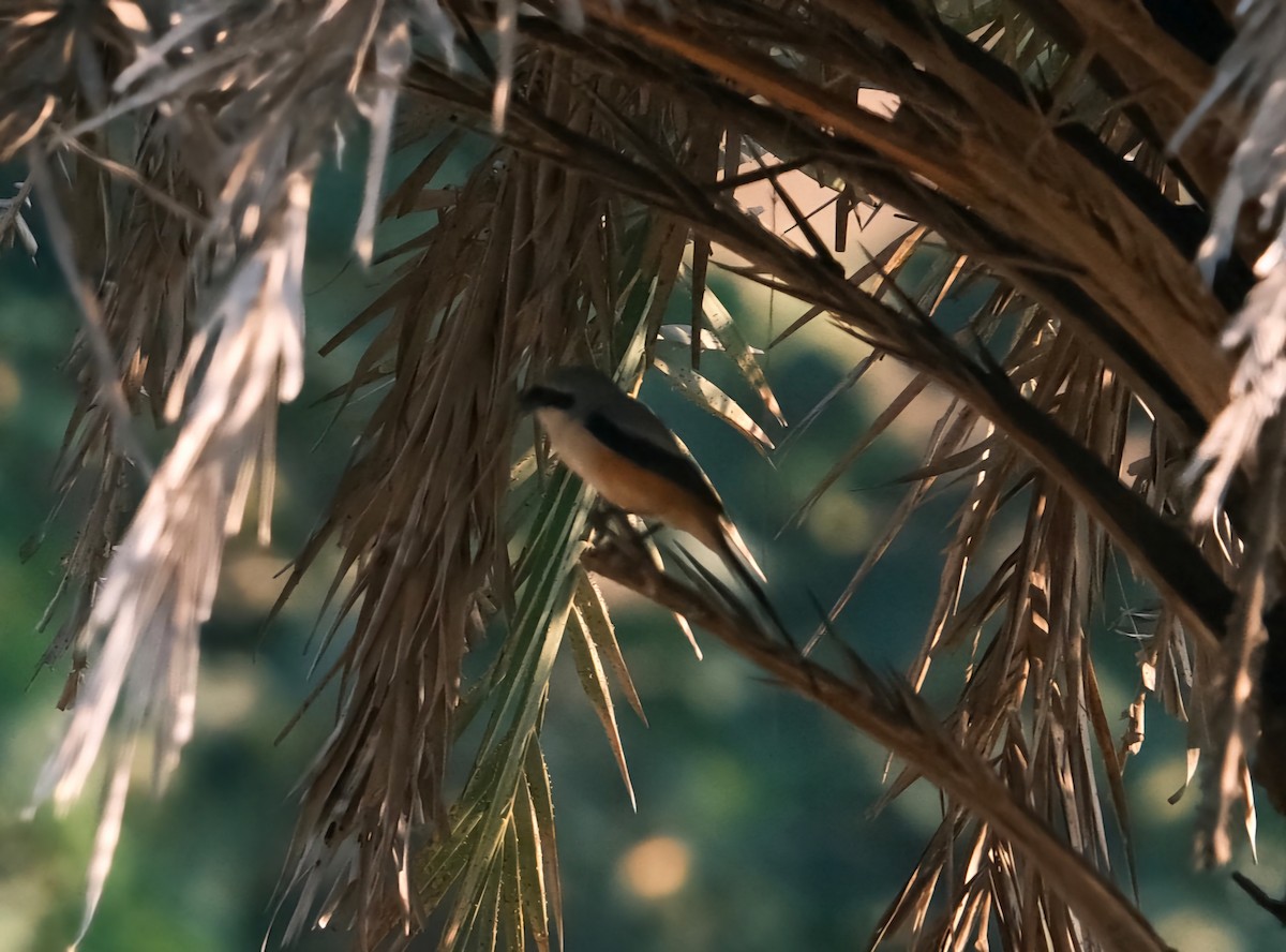 Long-tailed Shrike - Martin Mau