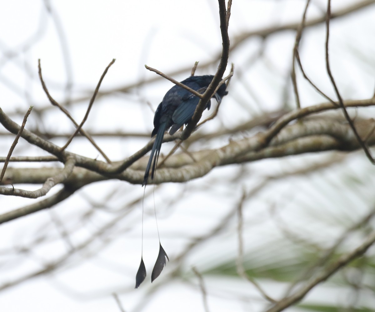 Greater Racket-tailed Drongo - ML617082021