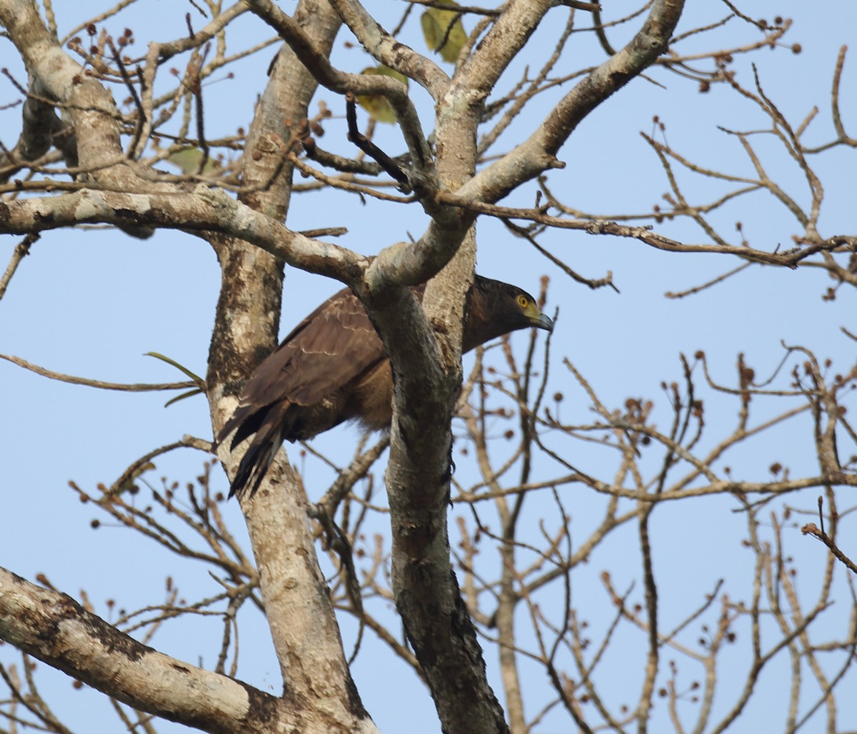 Crested Serpent-Eagle - ML617082044