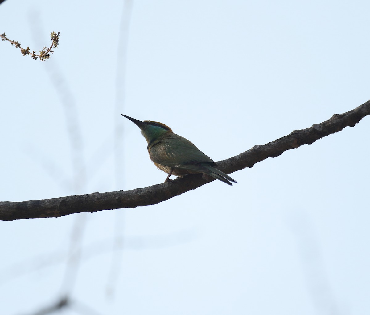 Asian Green Bee-eater - ML617082058