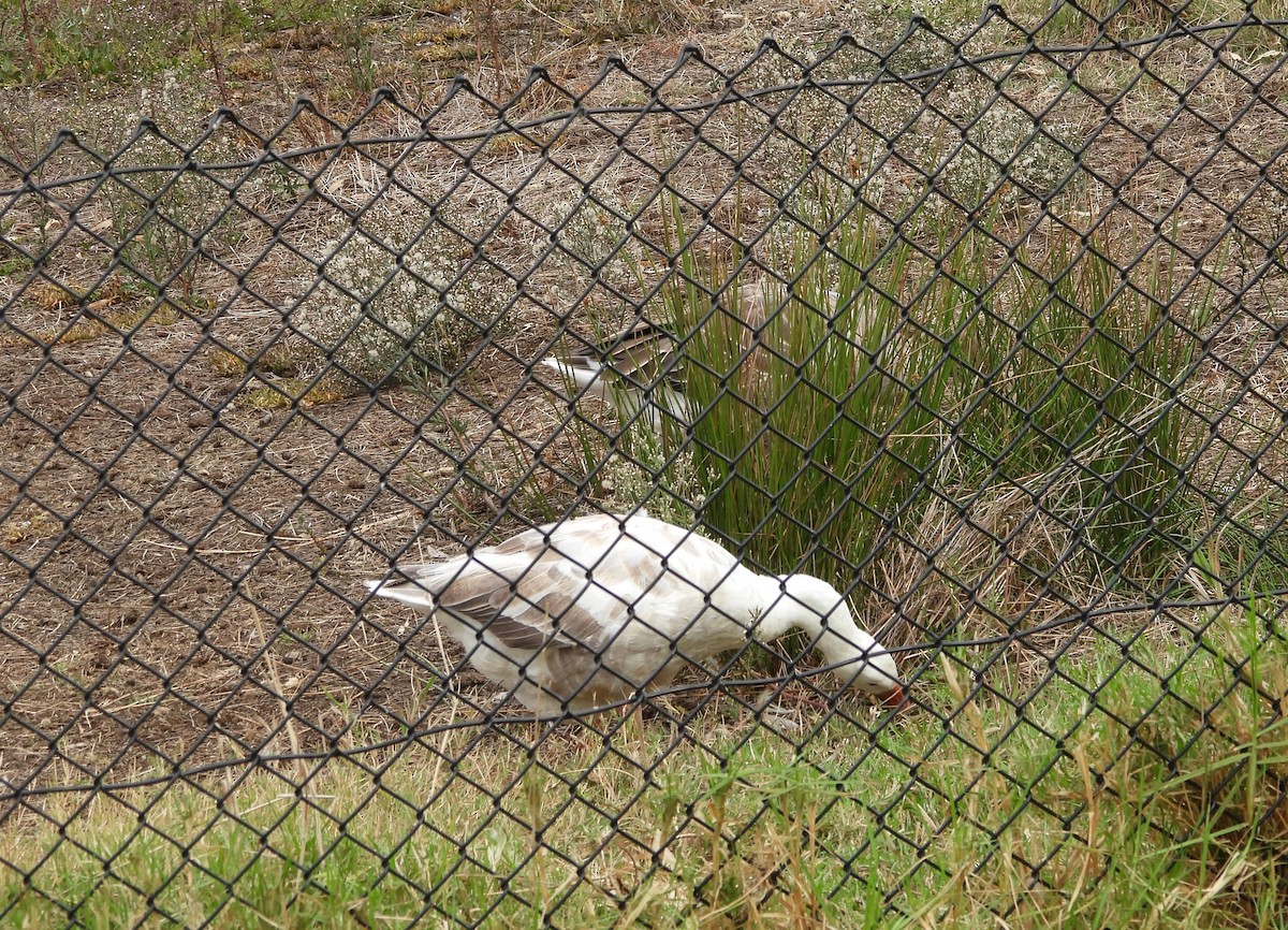 Domestic goose sp. (Domestic type) - ML617082097