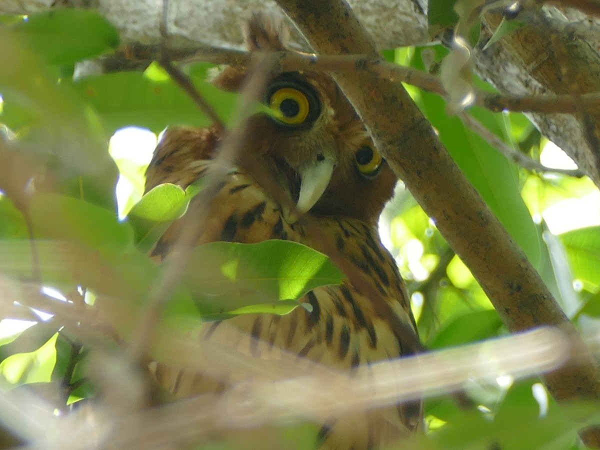 Philippine Eagle-Owl - ML617082273