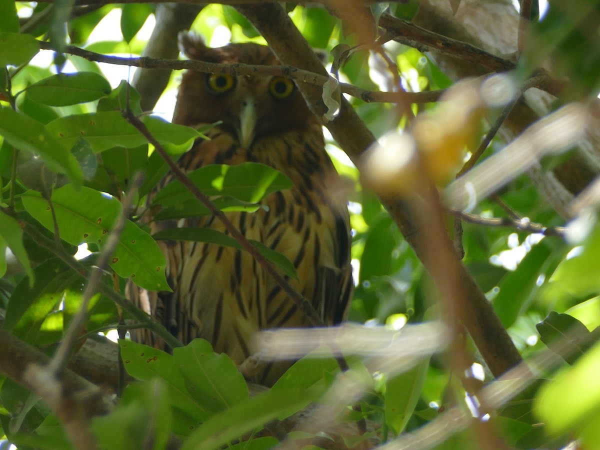 Philippine Eagle-Owl - ML617082276