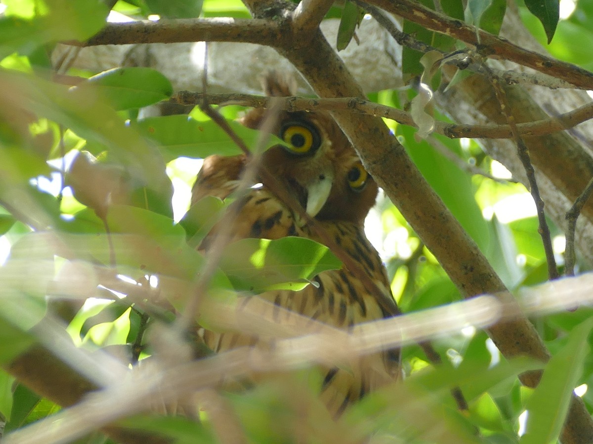 Philippine Eagle-Owl - ML617082277