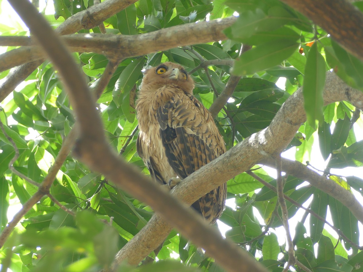 Philippine Eagle-Owl - ML617082278