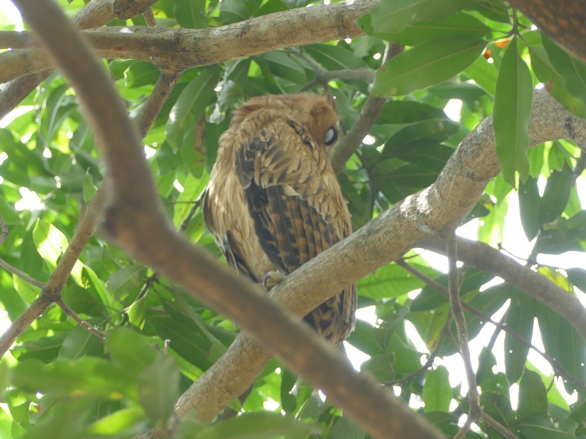 Philippine Eagle-Owl - ML617082279