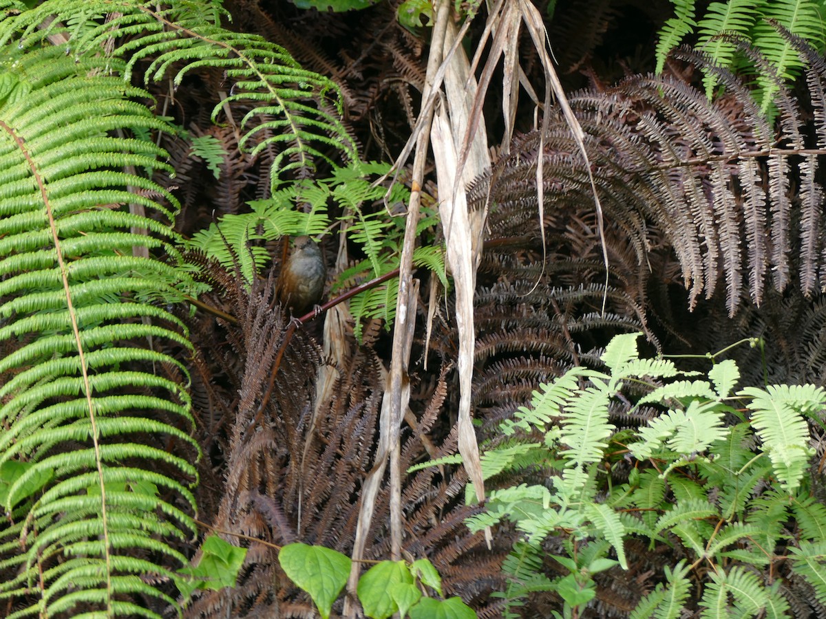 Long-tailed Bush Warbler - Peter Kaestner