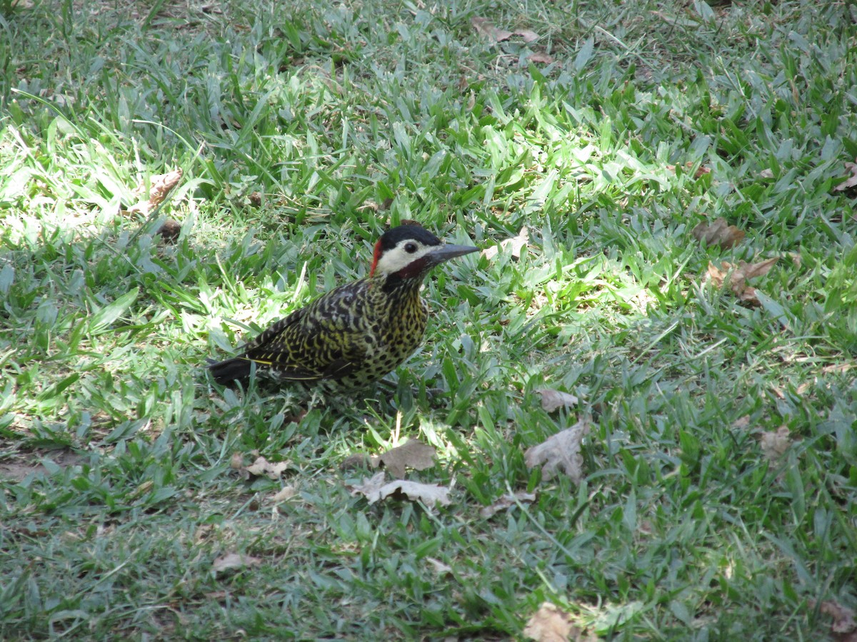 Green-barred Woodpecker - ML617082626