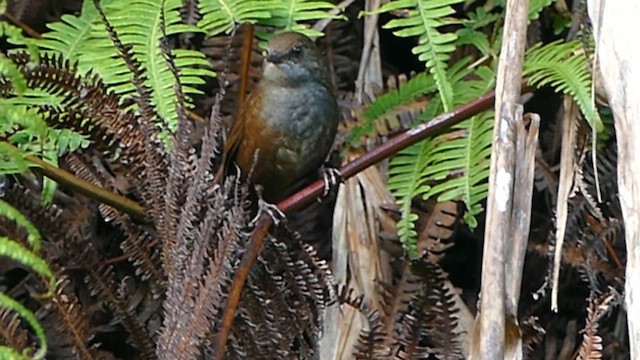 Long-tailed Bush Warbler - ML617082635