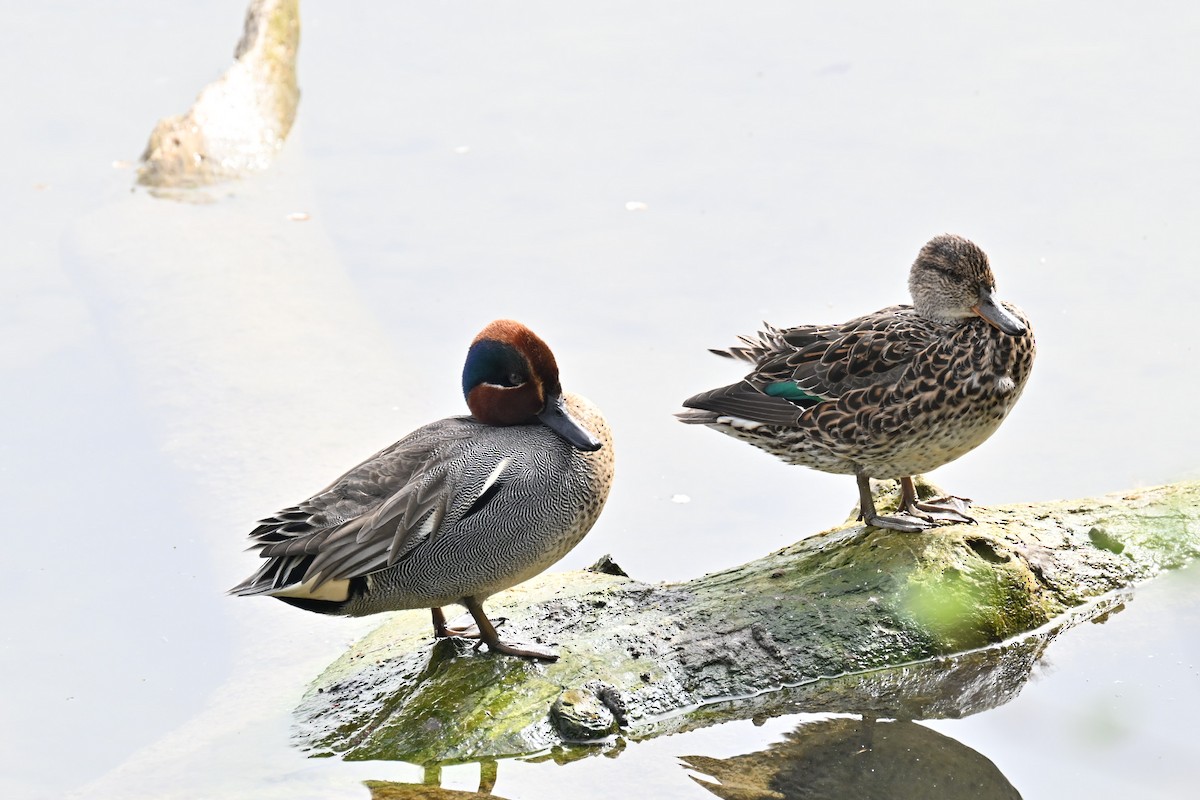 Green-winged Teal - ML617082656
