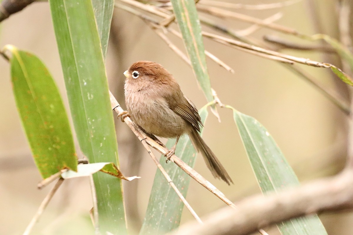 Spectacled Parrotbill - ML617082658