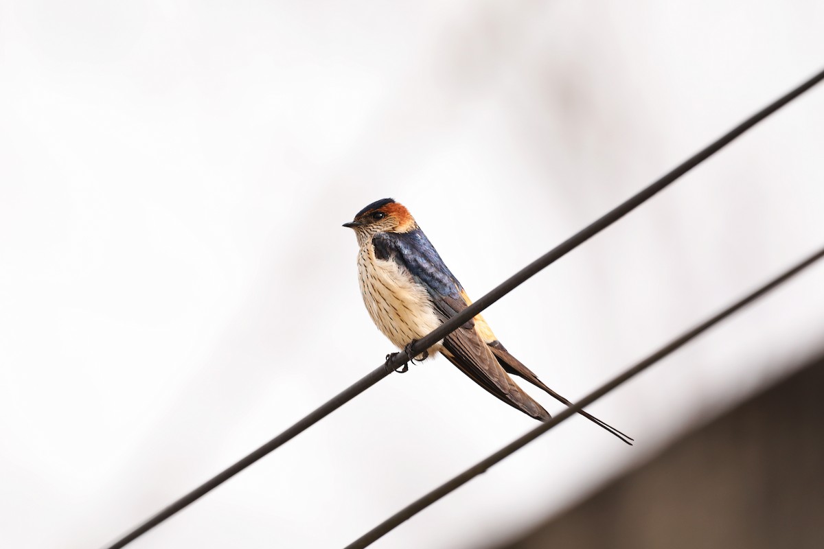 Red-rumped Swallow - ML617082714