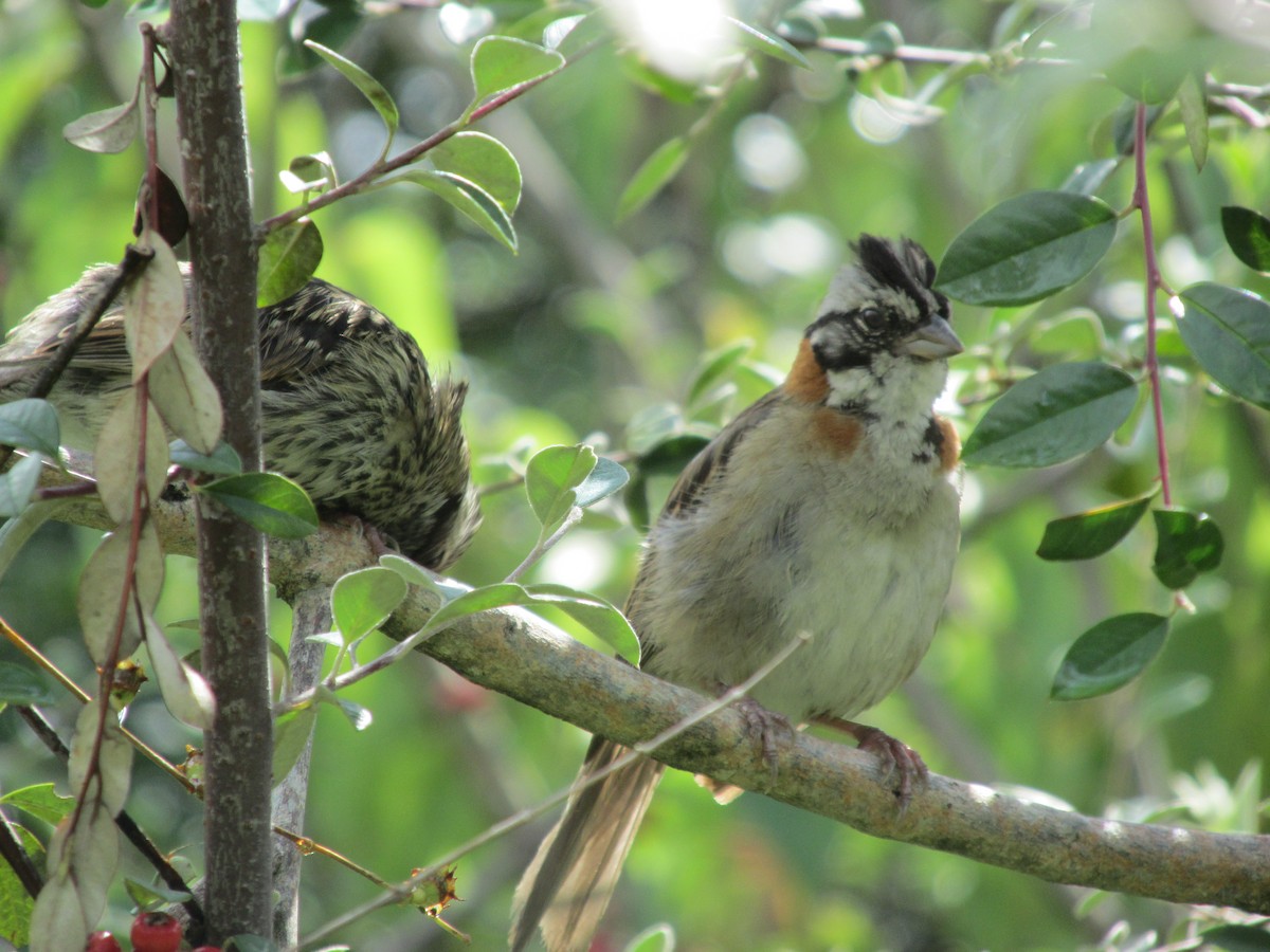 Rufous-collared Sparrow - ML617082801