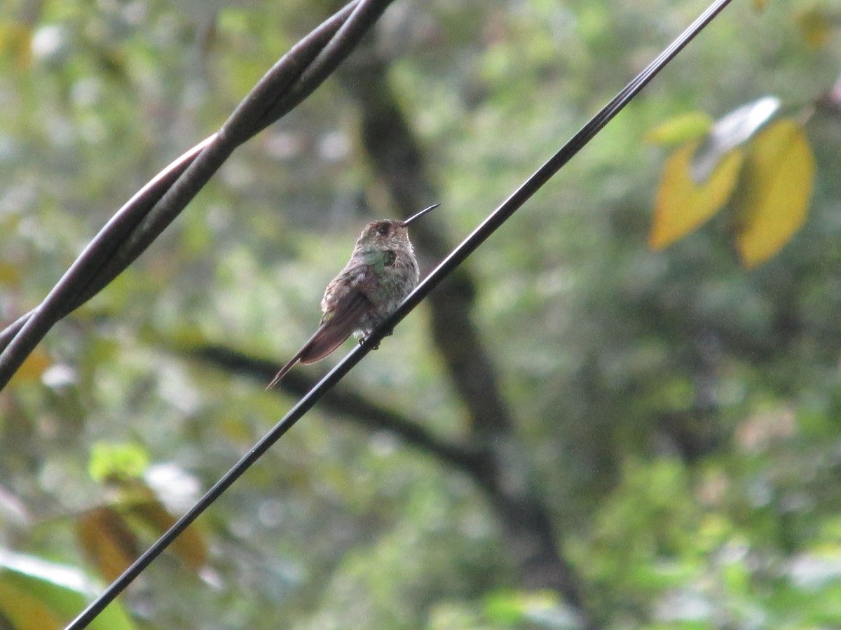 White-bellied Hummingbird - Olmo Villegas