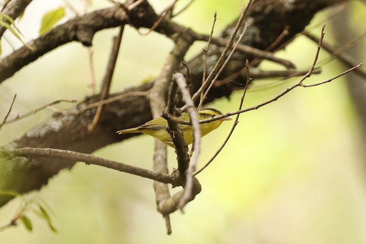 Sulphur-breasted Warbler - Starlit Chen