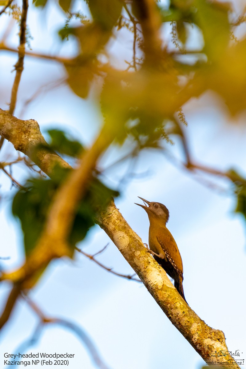 Gray-headed Woodpecker - Amitava Dutta
