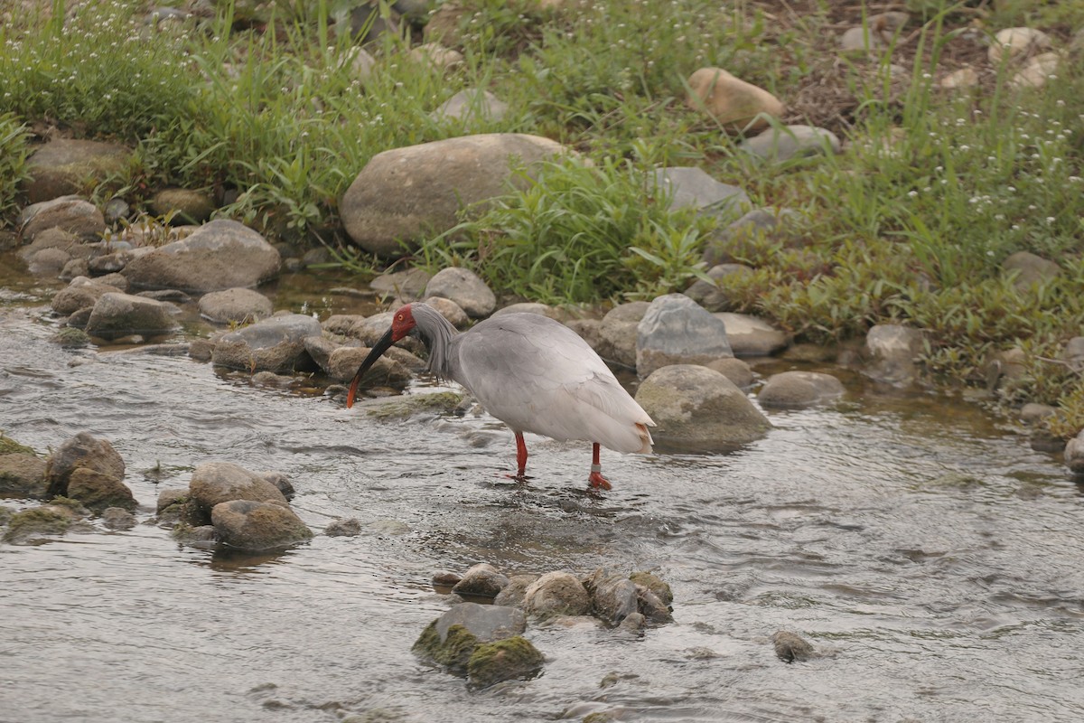 Crested Ibis - ML617082889