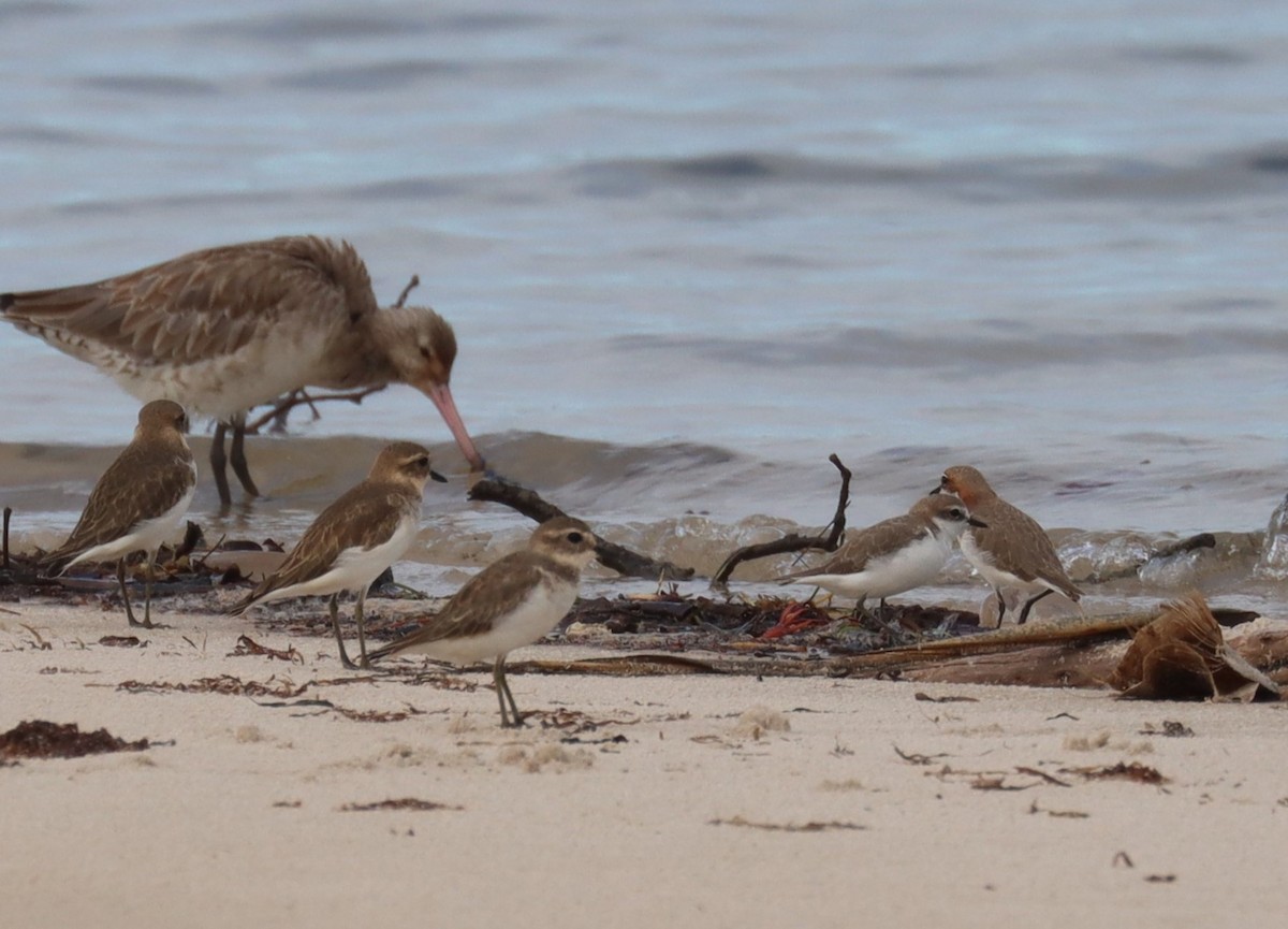 Double-banded Plover - ML617082897