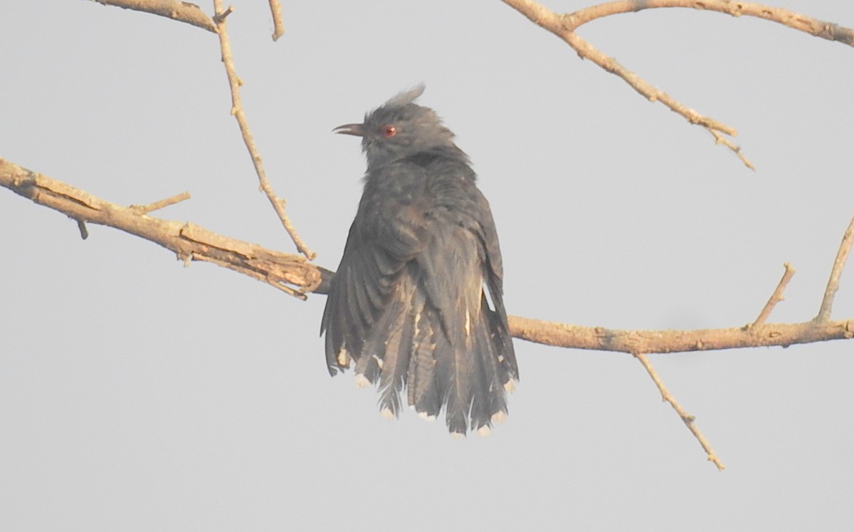 Gray-bellied Cuckoo - ML617082898