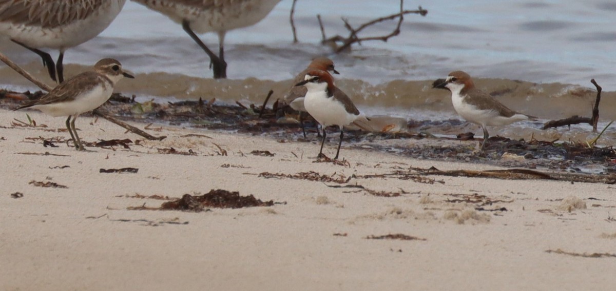 Red-capped Plover - ML617082900
