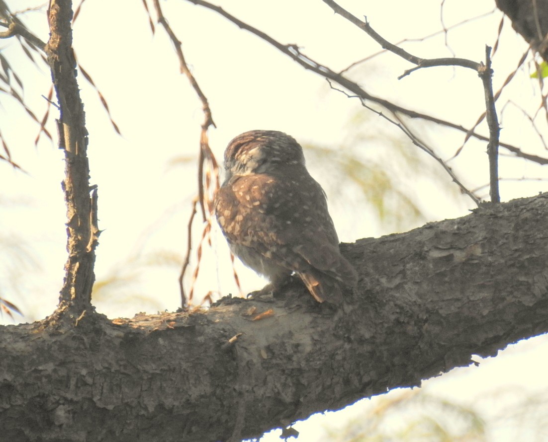Spotted Owlet - Deepa Mohan