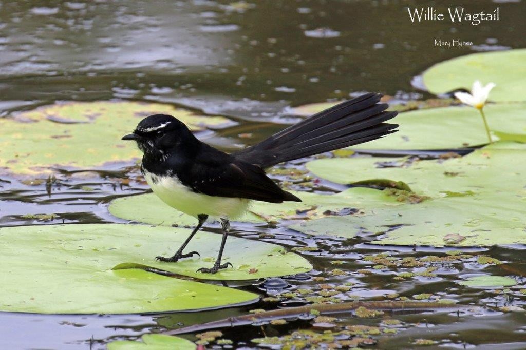 Willie-wagtail - ML617082937