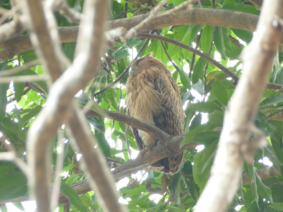 Philippine Eagle-Owl - ML617082977