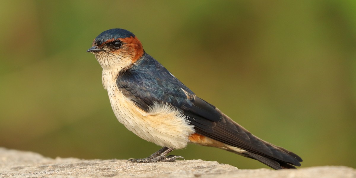 Red-rumped Swallow - ML617082980