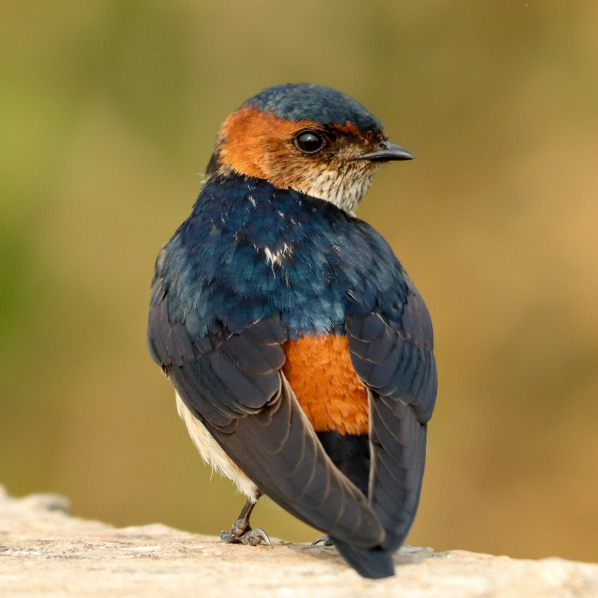 Red-rumped Swallow - ML617082985