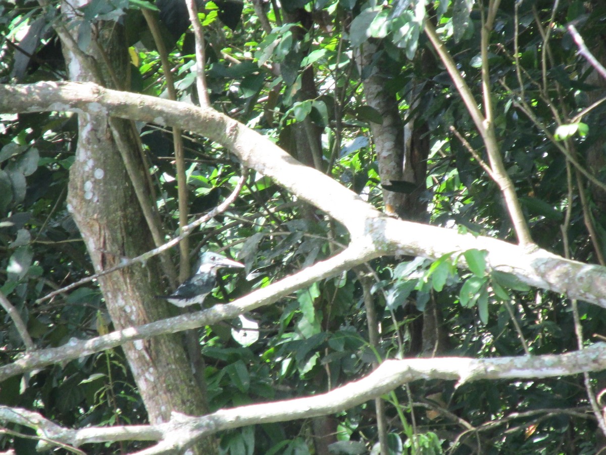 Amazon Kingfisher - ML617083035