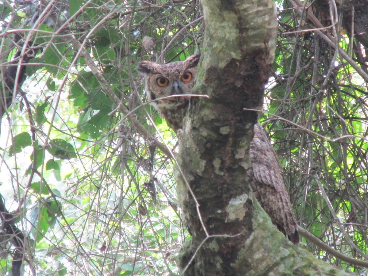 Lesser Horned Owl - ML617083040