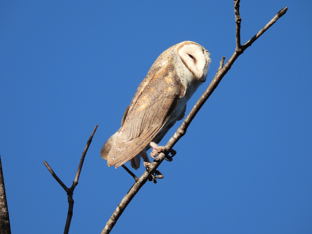 Barn Owl (Eastern) - ML617083106