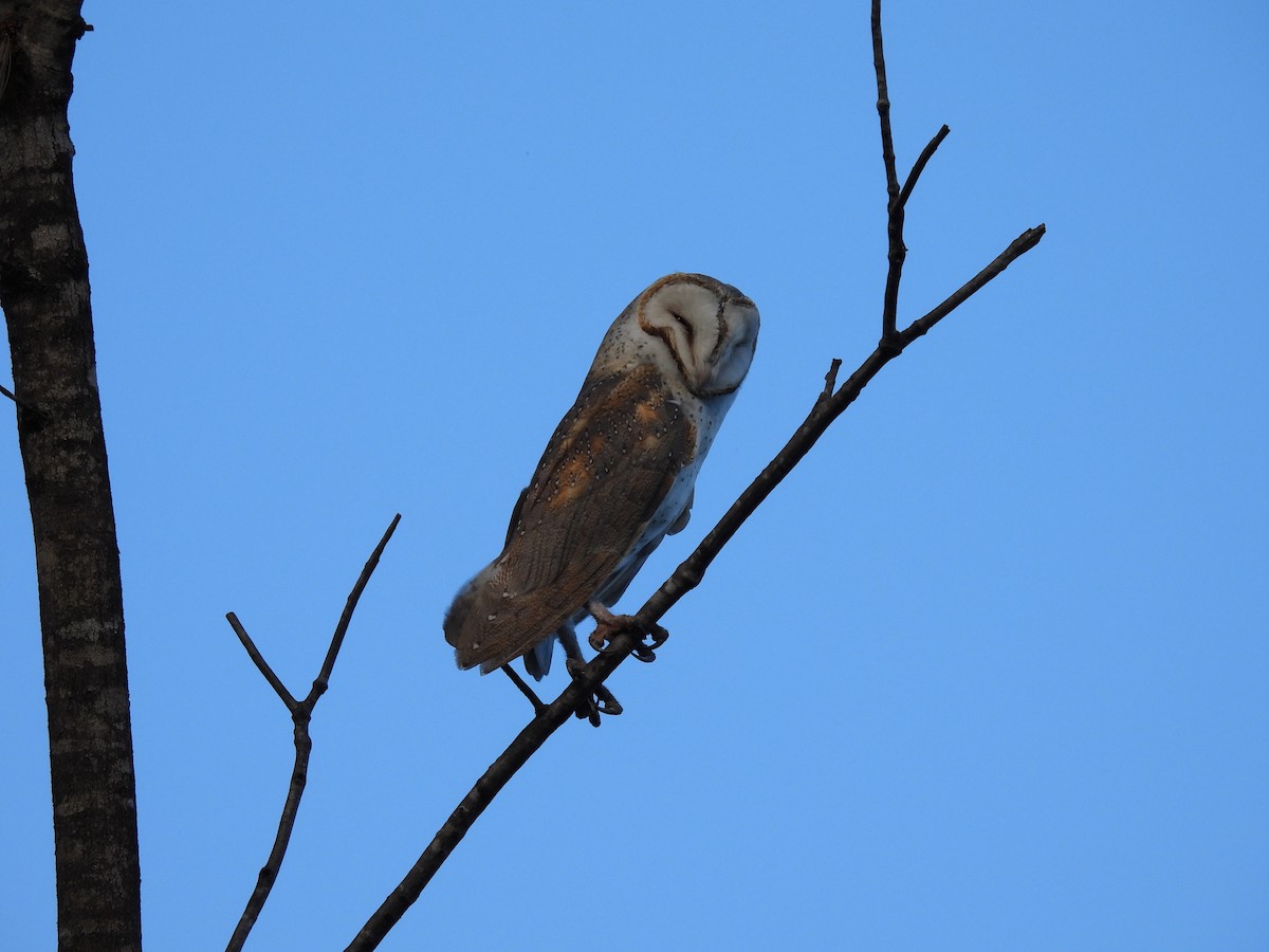 Barn Owl (Eastern) - ML617083107