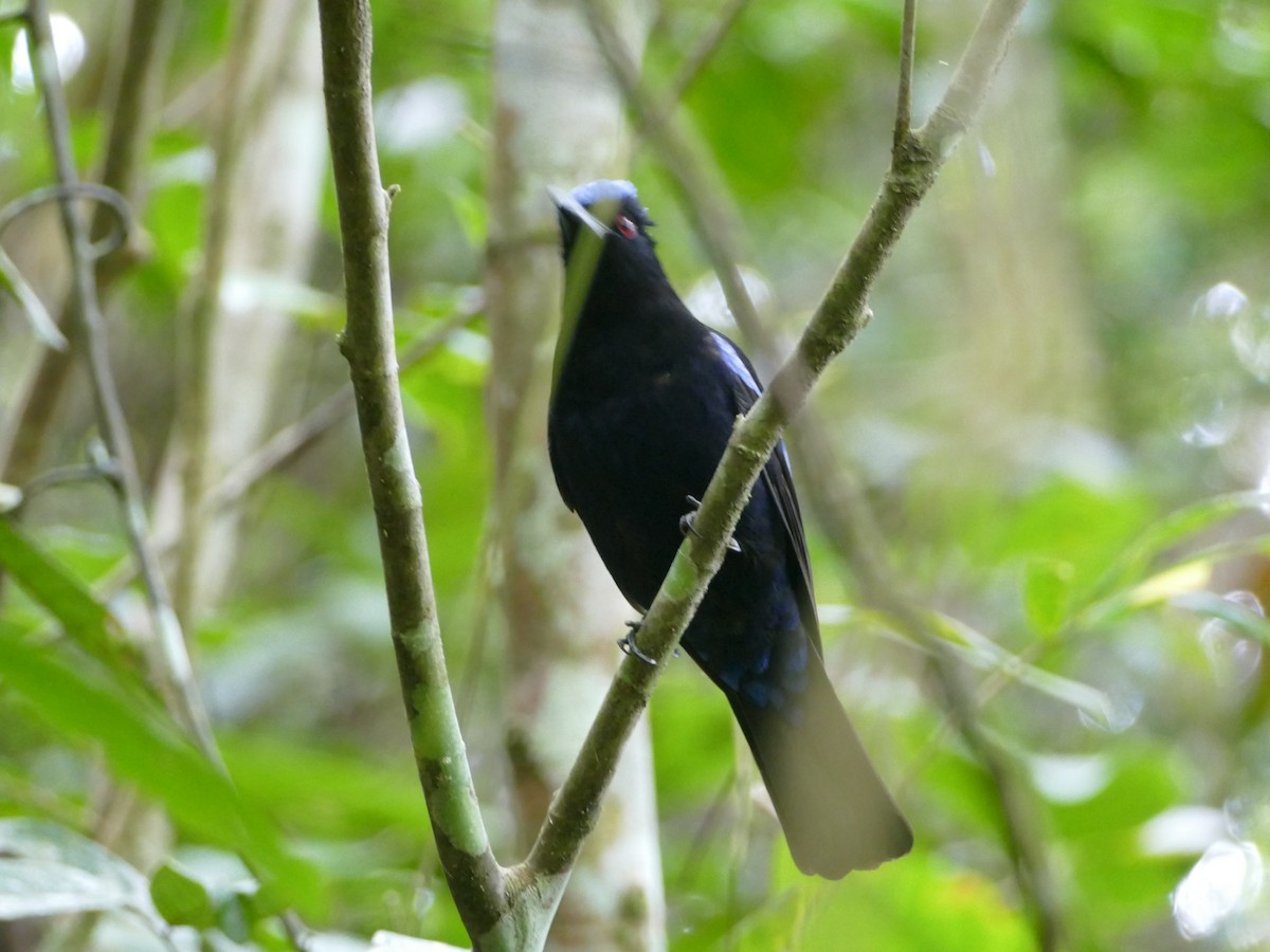 Philippine Fairy-bluebird - Peter Kaestner
