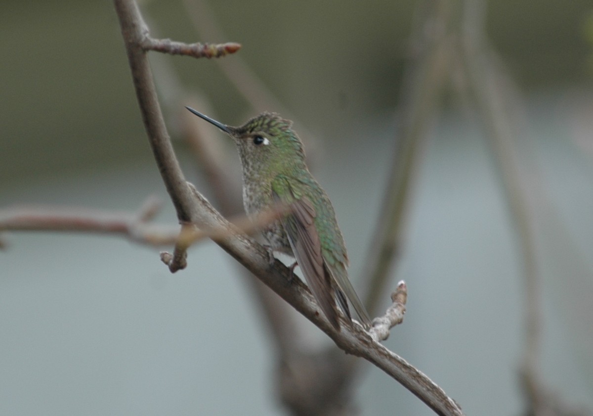 Green-backed Firecrown - ML617083132