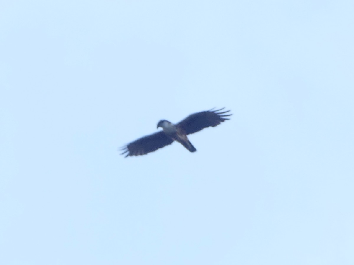 Rufous-bellied Eagle - ML617083145