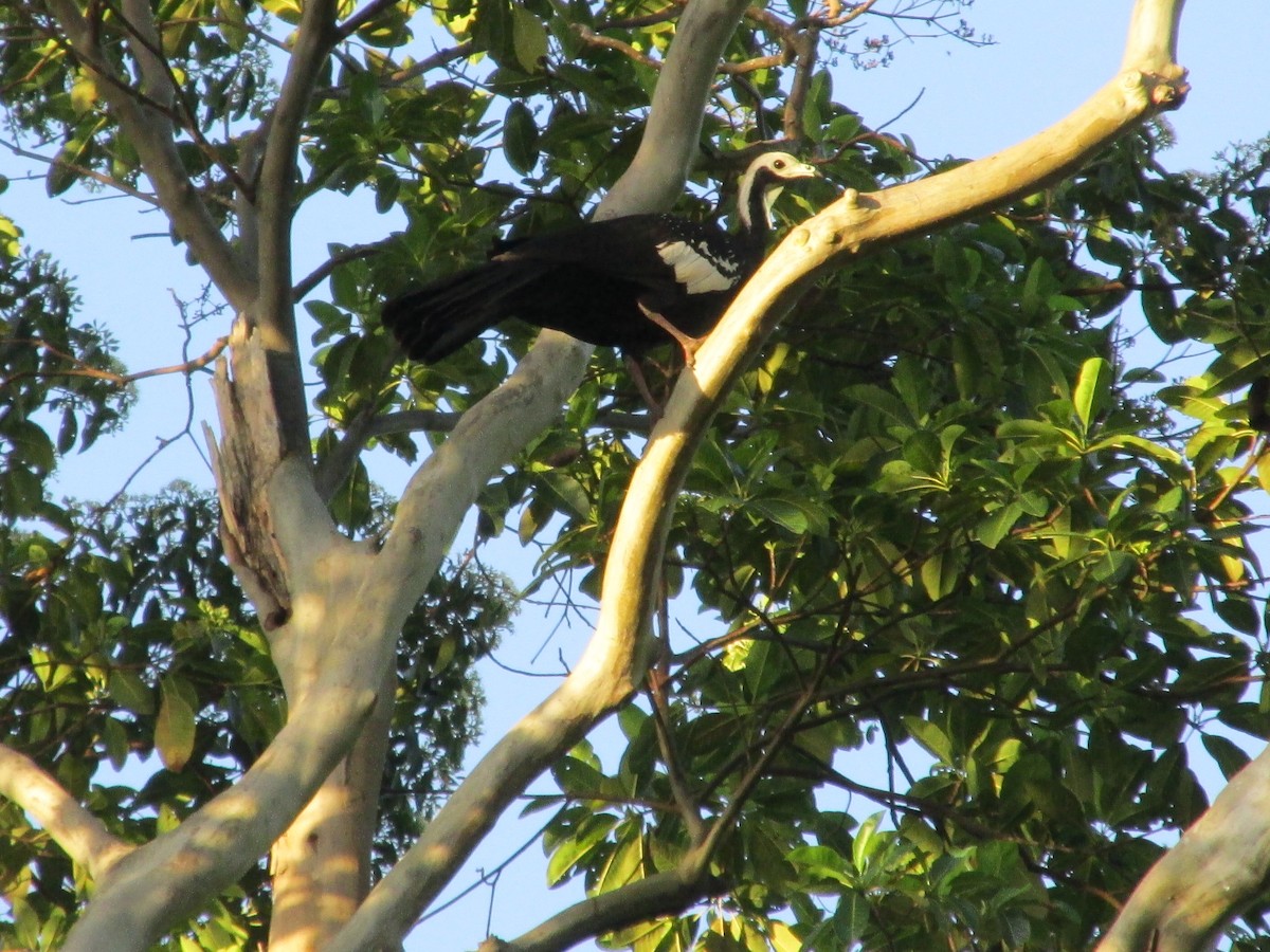 White-throated Piping-Guan - ML617083146